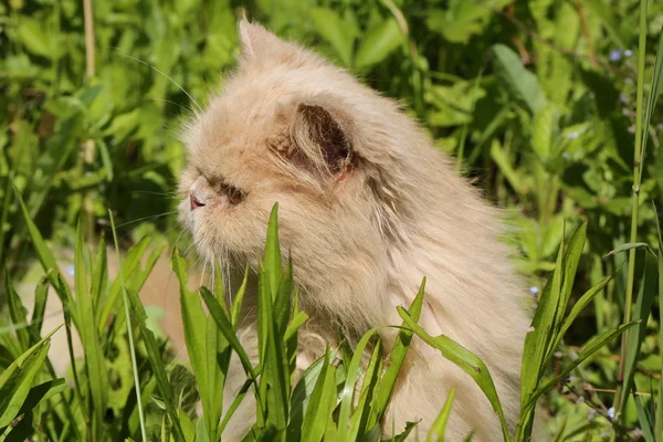 老波斯猫在阳光下沐浴在夏天的草16年 — 图库照片