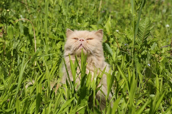 여름 풀밭에서 햇볕에 basking 16 년 오래 된 페르시아 고양이 — 스톡 사진