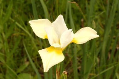 kırsal yaşam seçici yumuşak odak bahçe beyaz Iris çiçeği