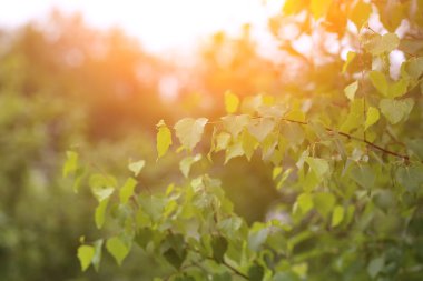 kırsal yaşamın bahçedeki huş ağacının dalları