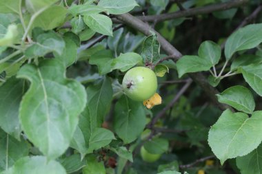 apple on a tree in the garden of rural life