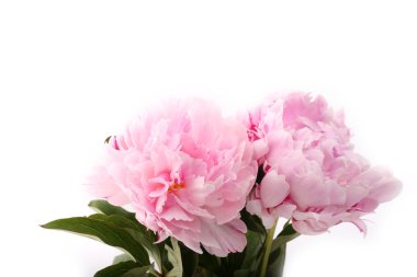 gently pink peony flower on a white background