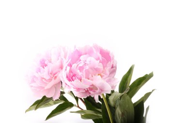 gently pink peony flower on a white background
