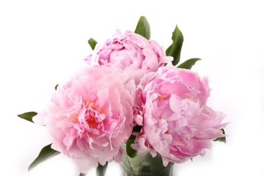 gently pink peony flower on a white background