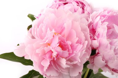 gently pink peony flower on a white background