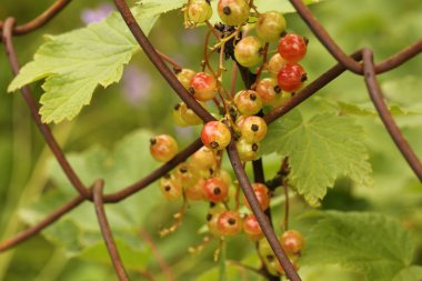 Bahçede kırmızı frenk üzümü