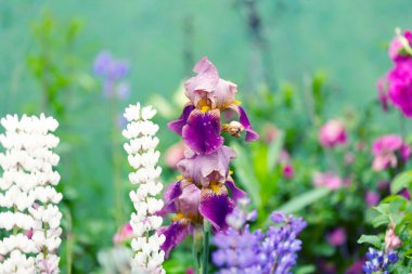 Iris çiçek bahçesi yaz bahar