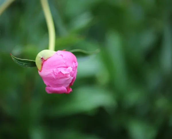 Peony flower garden rural life — Stock fotografie