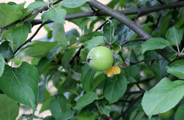 Apple on a tree in the garden of rural life — Stock Photo, Image