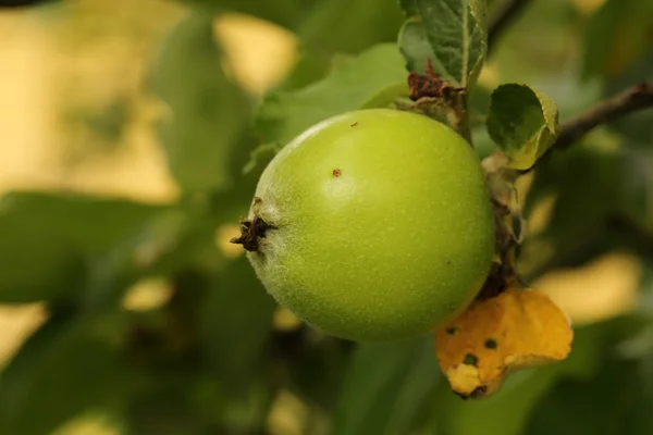 Manzana en un árbol en el jardín de la vida rural — Foto de Stock