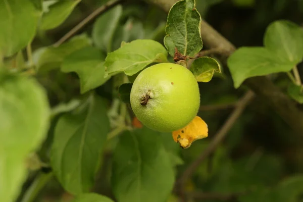 Apple on a tree in the garden of rural life — Stock Photo, Image