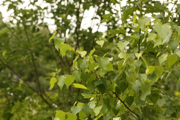 Branches de bouleau dans le jardin de la vie rurale — Photo