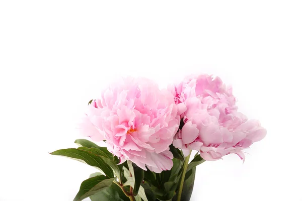 Gently pink peony flower on a white background — Zdjęcie stockowe