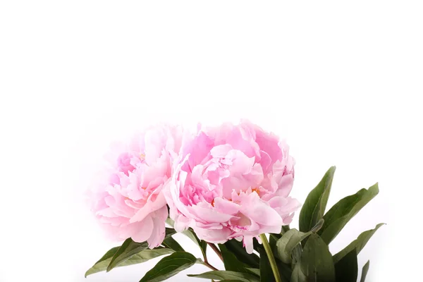 Gently pink peony flower on a white background — Stock Fotó