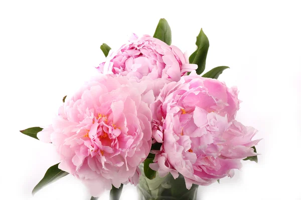 Gently pink peony flower on a white background — Stock Fotó