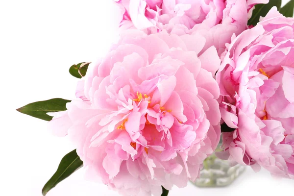 Flor de peonía suavemente rosa sobre un fondo blanco — Foto de Stock