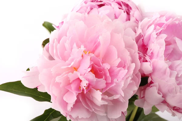 Gently pink peony flower on a white background — Stok fotoğraf