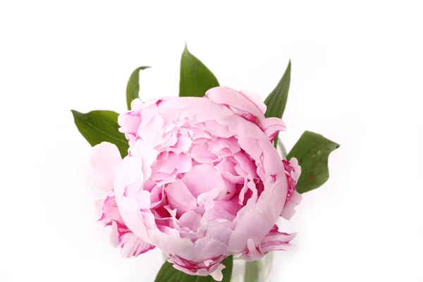 Нежно розовый пионский цветок на белом фоне — стоковое фото