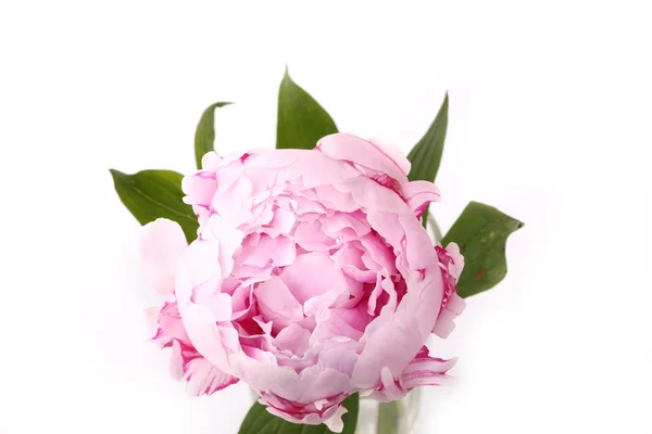 Gently pink peony flower on a white background — Stock Fotó