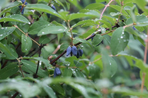 Madreselva bayas jardín verano primavera — Foto de Stock