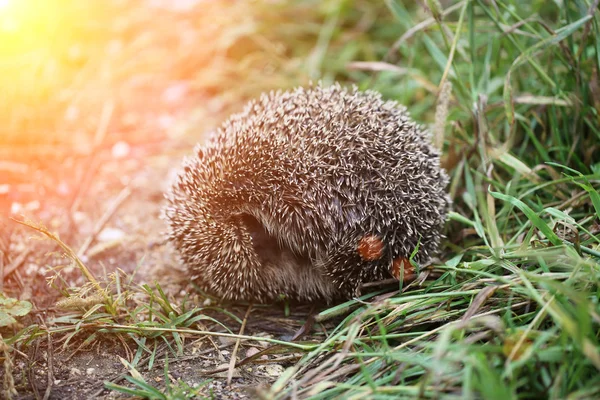 Hedgehog on back curled ball on a forest path — Stock Photo, Image