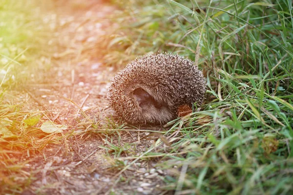 Hedgehog on back curled ball on a forest path — Stock Photo, Image