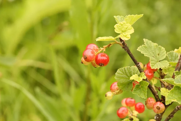 Red currants in the garden — Stock Photo, Image