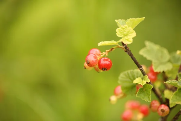 Red currants in the garden — Stock Photo, Image