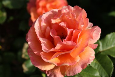 Gül Bahçe çiçek yaz