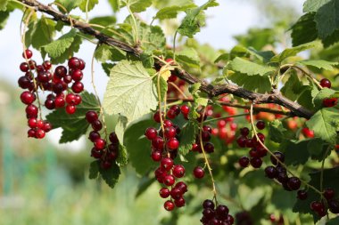 Bahçede kırmızı frenk üzümü