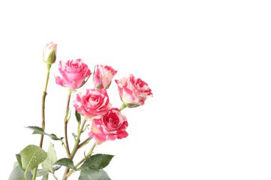 Bahar ihale aşk izole beyaz arka planda çeşitleri maskeli balo anneler günü çiçek gül