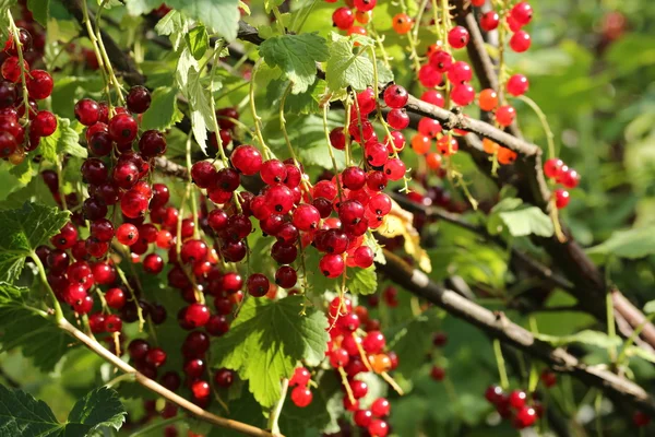 Red currants in the garden — Stock Photo, Image