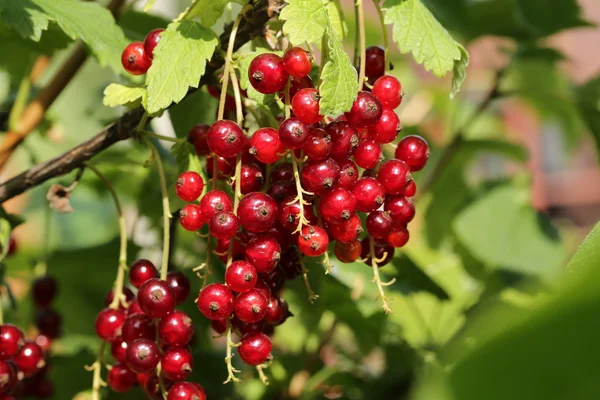 Rote Johannisbeeren im Garten — Stockfoto