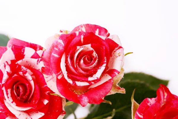Rose varietà mascherata festa della mamma fiori in primavera tenero amore isolato sfondo bianco — Foto Stock