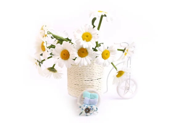 Margherita fiori pianta pentole bicicletta primavera tenero amore Festa della mamma Bianco sfondo — Foto Stock