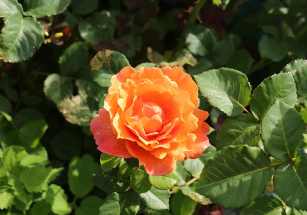 Ροδαλό λουλούδι στον κήπο το καλοκαίρι — Φωτογραφία Αρχείου