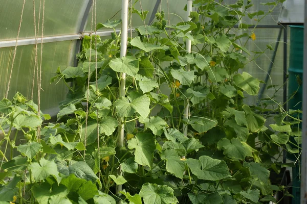 Sera salatalık Eko tarım ürünleri — Stok fotoğraf