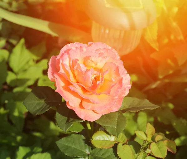 Rosa jardim flor verão — Fotografia de Stock