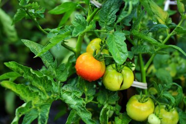 bush çiftlik Organik ürün bahçesinde domates