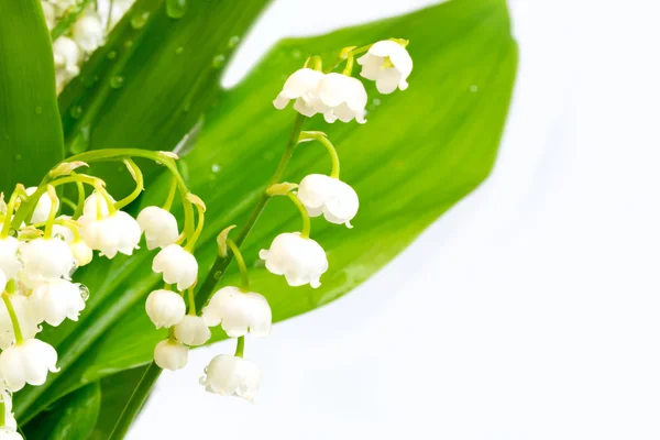 Lilies of the valley on a white background isolated — Stock Photo, Image