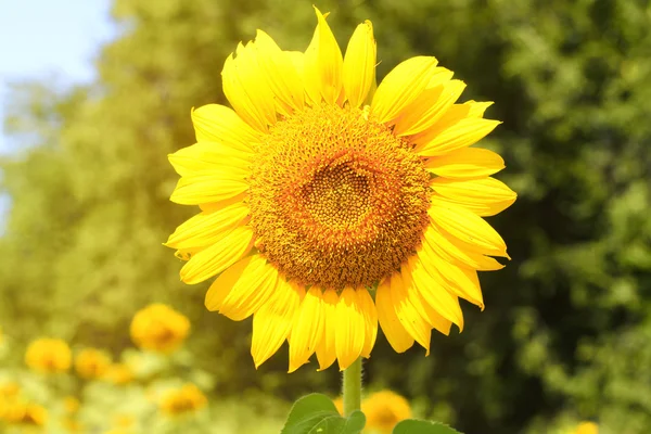 Zonnebloem veld — Stockfoto