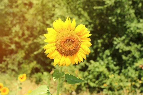 Zonnebloem veld — Stockfoto