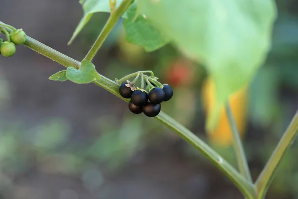 nightshade berry plant selective soft focus