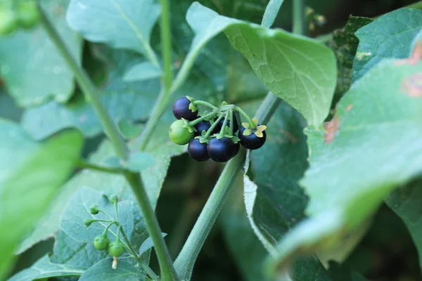 Nightshade berry plant foco suave seletivo — Fotografia de Stock