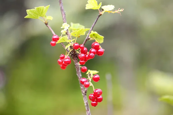 Červený rybíz na keře v zahradě jaro/léto — Stock fotografie