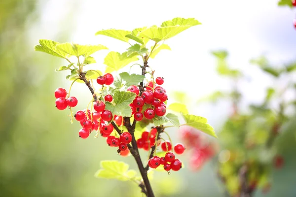 Las grosellas rojas sobre el arbusto en el jardín la primavera el verano — Foto de Stock
