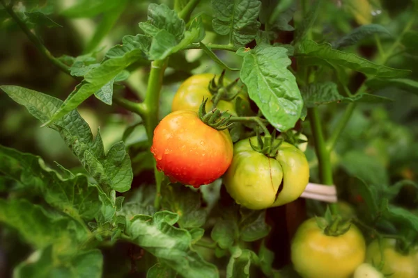 Tomates en el jardín en una granja de arbustos producto ecológico — Foto de Stock