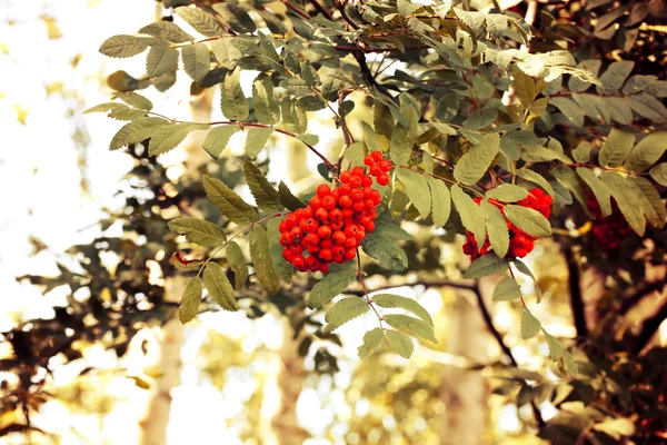 Racimos de rowan en una rama de árbol — Foto de Stock