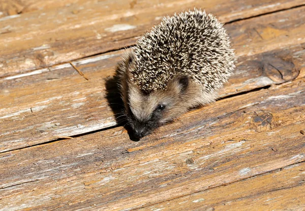 Young hedgehog old vintage wooden background is summer spring va — Stock Photo, Image