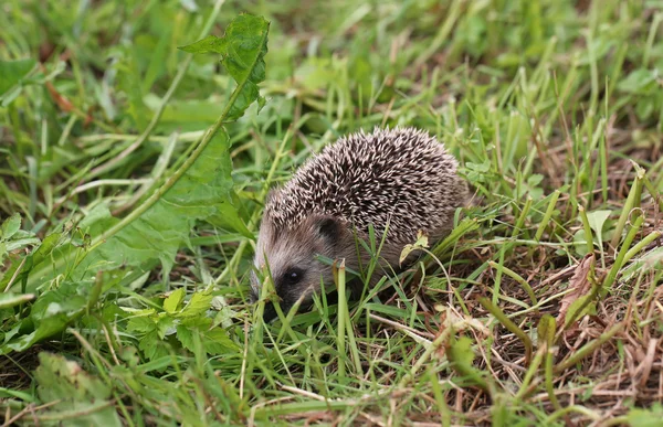 Young hedgehog walking on grass summer spring vacation — Stock Photo, Image